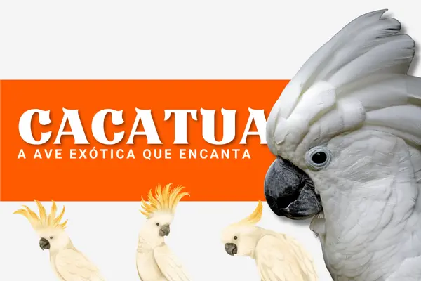 Cacatua: a ave exótica que encanta